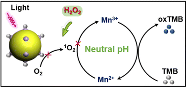 Graphical abstract: Engineering a gold nanoparticles-carbon dots nanocomposite with pH-flexibility for monitoring hydrogen peroxide released from living cells