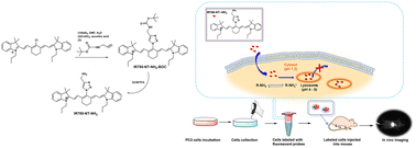 Graphical abstract: A lysosome-targeted triazole near-infrared cyanine fluorescent probe for in vivo long-term cell tracking