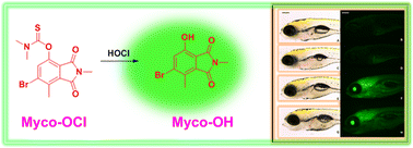 Graphical abstract: Highly sensitive and rapid detection of hypochlorous acid in aqueous media and its bioimaging in live cells and zebrafish using an ESIPT-driven mycophenolic acid-based fluorescent probe