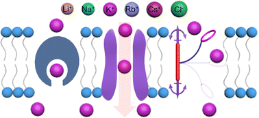 Graphical abstract: Artificial transmembrane potassium transporters: designs, functions, mechanisms and applications