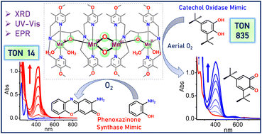 Graphical abstract: A tetranuclear Mn-diamond core complex as a functional mimic of both catechol oxidase and phenoxazinone synthase enzymes