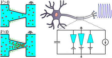 Graphical abstract: Unveiling the capabilities of bipolar conical channels in neuromorphic iontronics