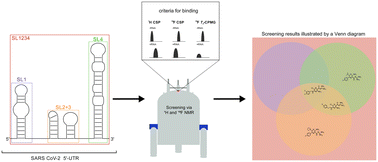 Graphical abstract: NMR 1H,19F-based screening of the four stem-looped structure 5_SL1–SL4 located in the 5′-untranslated region of SARS-CoV 2 RNA