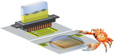 Graphical abstract: Chitosan-gated organic transistors printed on ethyl cellulose as a versatile platform for edible electronics and bioelectronics