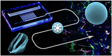 Graphical abstract: Scalable preparation of macroporous collagen microgels by air bubble-induced breakup and ice templating