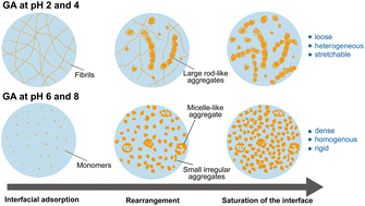 Graphical abstract: Interfacial assembly and rheology of multi-responsive glycyrrhizic acid at liquid interfaces