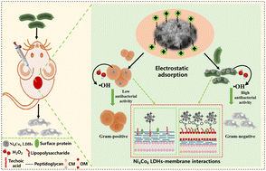 Graphical abstract: NiCo LDH nanozymes with selective antibacterial activity against Gram-negative bacteria for wound healing