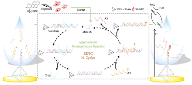 Graphical abstract: Integrating an entropy-driven DNA circuit with a tetrahedral scaffold as a generic in situ electrochemical biosensor for amplified detection of microRNAs