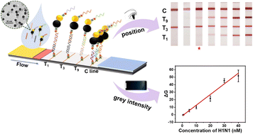 Graphical abstract: An Fe3O4-Au heterodimer nanoparticle-based lateral flow assay for rapid and simultaneous detection of multiple influenza virus nucleic acids