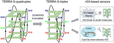 Graphical abstract: Unveiling a novel RNA G-triplex structure: its function and potential in CRISPR-based diagnostics