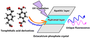 Graphical abstract: Octacalcium phosphate with incorporated terephthalate ion derivatives: novel guest molecules and unique fluorescence properties
