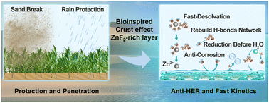 Graphical abstract: Biocrust-inspired interface layer with dual functions towards highly reversible zinc metal anodes