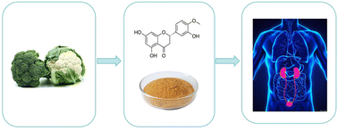 Graphical abstract: The mediating role of C-reactive protein (CRP) in the dietary intake of flavonoids and the risk of albuminuria