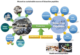 Graphical abstract: Mussels as sustainable marine resources for bioactive peptides for health and the food industry