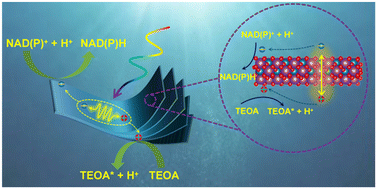 Graphical abstract: Electron-mediator-free efficient photocatalytic regeneration of coenzyme NAD(P)H via direct electron transfer using ultrathin Bi2MoO6 nanosheets