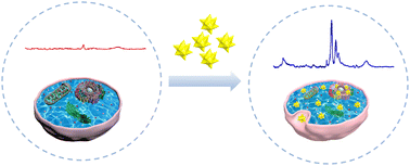Graphical abstract: Raman fingerprint provides deep insights into alternations in Ganoderma lingzhi triterpene-induced molecular events in cells