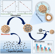 Graphical abstract: In situ extraction of lithium from the aqueous phase using chemically modified Hylocereus undatus peel: kinetics, thermodynamics and in-field optimization