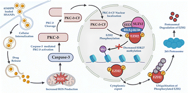 Graphical abstract: Encapsulation of 4-oxo-N-(4-hydroxyphenyl) retinamide in human serum albumin nanoparticles promotes EZH2 degradation in preclinical neuroblastoma models