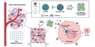 Graphical abstract: A multifunctional protein pre-coated metal–organic framework for targeted delivery with deep tissue penetration