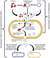 Graphical abstract: Single-use polyethylene terephthalate bottle-derived nanoplastics propagate antibiotic resistance in bacteria via transformation and outer membrane vesicle secretion