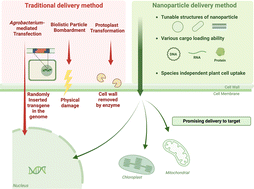 Graphical abstract: Rational nanoparticle design for efficient biomolecule delivery in plant genetic engineering