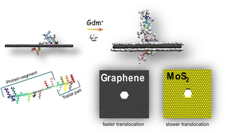 Graphical abstract: Graphene or MoS2 nanopores: pore adhesion and protein linearization