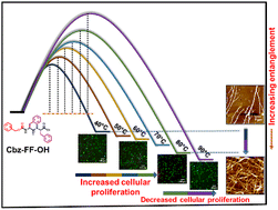 Graphical abstract: Designing highly tunable nanostructured peptide hydrogels using differential thermal histories to achieve variable cellular responses