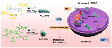 Graphical abstract: NIR-II photothermal therapy combined with activatable immunotherapy against the recurrence and metastasis of orthotopic triple-negative breast cancer