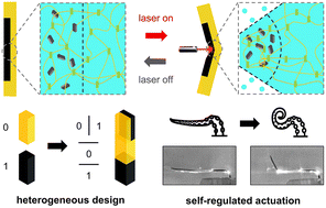 Graphical abstract: Self-regulated photoresponsive heterogeneous PNIPAM hydrogel actuators