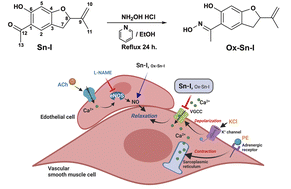 Graphical abstract: A new oxime synthesized from Senecio nutans SCh. Bip (chachacoma) reduces calcium influx in the vascular contractile response in rat aorta