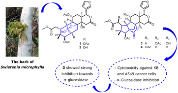 Graphical abstract: Swietemicrolides A–D, mexicanolide-type limonoids from the bark of Swietenia macrophylla with in vitro cytotoxic and α-glucosidase inhibitory activities