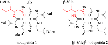 Graphical abstract: Total synthesis of [β-HIle]2-nodupetide: effect of ester to amide substitution on its antimicrobial activity