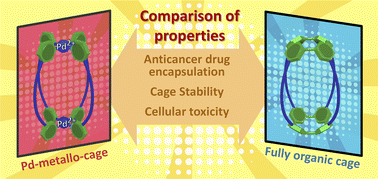 Graphical abstract: Comparing organic and metallo-organic hydrazone molecular cages as potential carriers for doxorubicin delivery