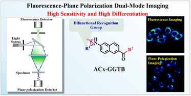 Graphical abstract: Fluorescence-plane polarization for the real-time monitoring of transferase migration in living cells