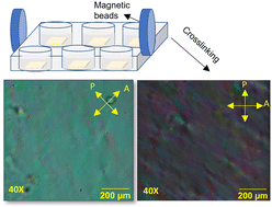 Graphical abstract: Liquid crystalline collagen assemblies as substrates for directed alignment of human Schwann cells
