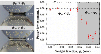 Graphical abstract: Sub-Newtonian coalescence dynamics in shear-thickening non-Brownian colloidal droplets