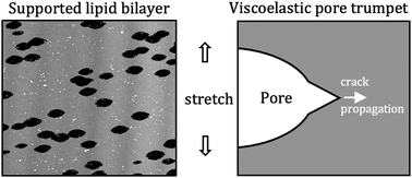 Graphical abstract: Lipid bilayer fracture under uniaxial stretch