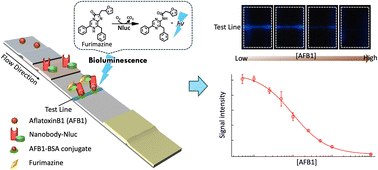 Graphical abstract: Bioluminescence readout lateral flow immunoassay using nanobody targeting aflatoxin B1