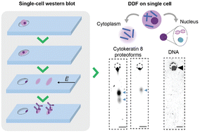 Graphical abstract: Single-cell western blotting of cytoplasmic cytokeratin 8 proteoforms