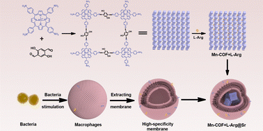 Graphical abstract: A membrane-penetrative COF-based nanoplatform for intracellular bacterial pathogen eradication across diverse niches