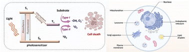 Graphical abstract: Organelle-targeted small molecular photosensitizers for enhanced photodynamic therapy: a minireview for recent advances and potential applications