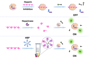 Graphical abstract: Enzyme inhibition-enabled CRISPR/Cas12a biosensing system for heparin-related non-nucleic acid biomarkers
