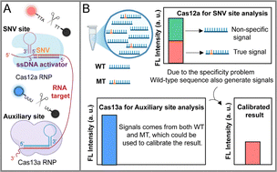Graphical abstract: Integration of CRISPR/Cas12a and Cas13a in one pot for ratiometric calibration of single-nucleotide variations