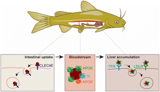 Graphical abstract: Fe2O3 nanoparticles are absorbed via the CLEC4E-mediated endocytosis in the intestine and via the LDLR/TFR1-mediated endocytosis in the liver of yellow catfish Pelteobagrus fulvidraco