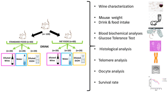 Graphical abstract: Effect of long-term moderate red wine consumption in CD1 female mice