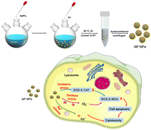 Graphical abstract: Catalytic and biological properties of Ag–Pt bimetallic nanoparticles: composition-dependent activity and cytotoxicity