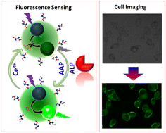 Graphical abstract: Synthesis and design of terbium-activated CaWO4 nanocrystals for fluorescence sensing of alkaline phosphatase and bioimaging applications