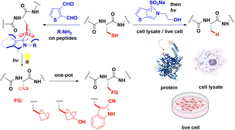 Graphical abstract: Desulfurative modification of cysteine residues in peptides and proteins via the installation and photoexcitation of thieno[2,3-c]-pyrroles