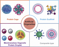 Graphical abstract: Construction of artificial organelles via protein self-assembly and their applications
