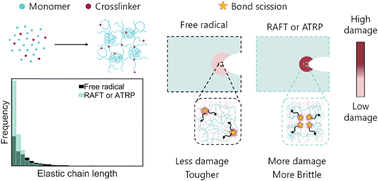 Graphical abstract: Designing soft and tough multiple-network elastomers: impact of reversible radical deactivation on filler network architecture and fracture toughness